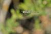Anax parthenope